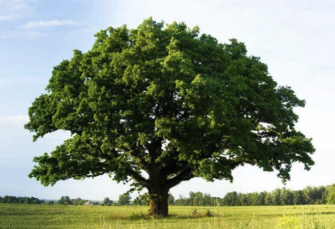 Like a tree: once the trunk is stable, the branches start growing on their own.